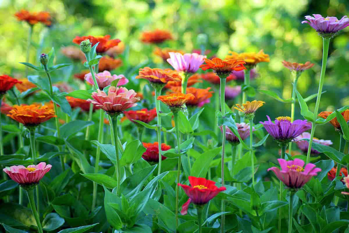 Potting Shed NEW Flower Cutting Garden Box | Mixed Zinnia | Mother's Day