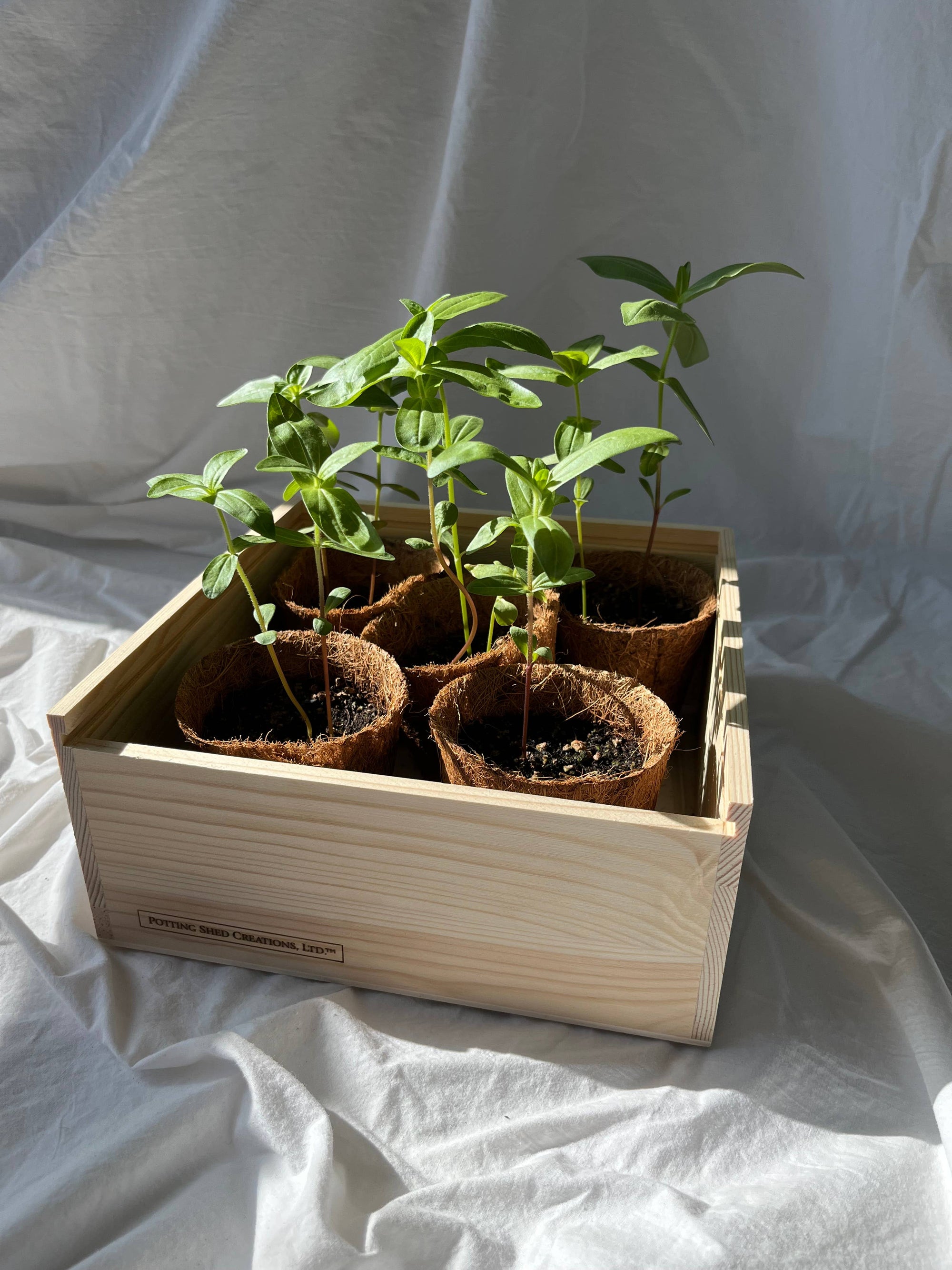 Potting Shed NEW Flower Cutting Garden Box | Mixed Zinnia | Mother's Day