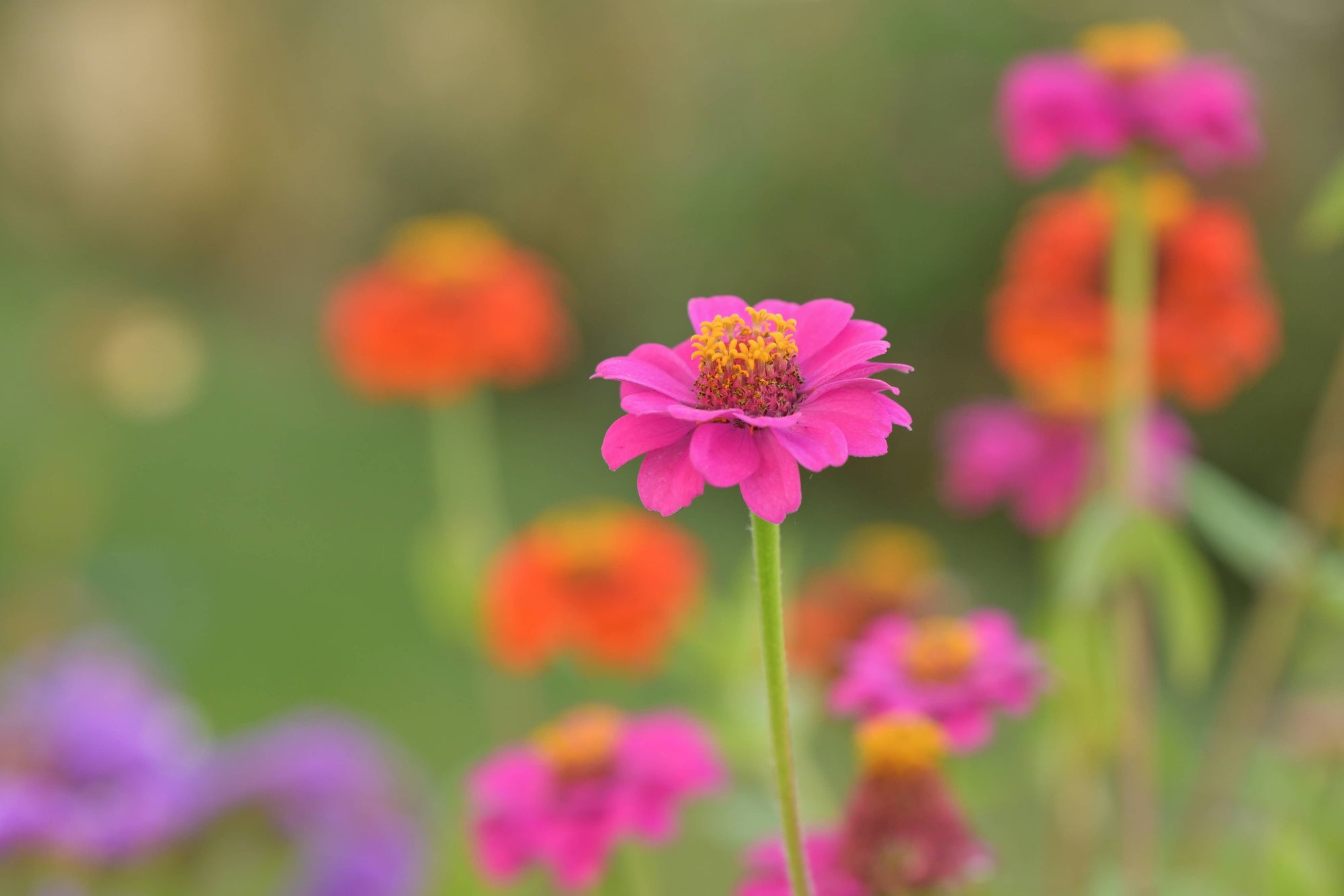 Potting Shed NEW Flower Cutting Garden Box | Mixed Zinnia | Mother's Day